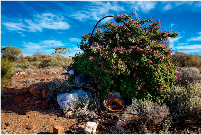 This is a photo of the bougainvillea bush which was planted on the grave of the Kirkham baby at Siberia.