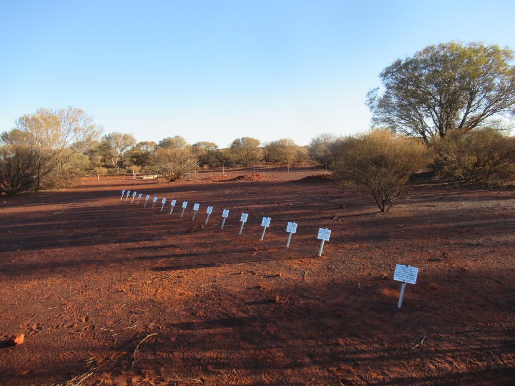 This is a photo of Wiluna Pioneer Cemetery with plaques